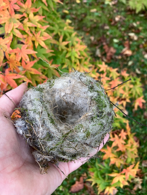 Photo of a white hand holding a little cup-shaped nest made from white sheep’s wool threaded with green moss and grass.
An acer with leaves turning from green to orange is slightly out-of-focus in the background beside a leaf-scattered lawn.