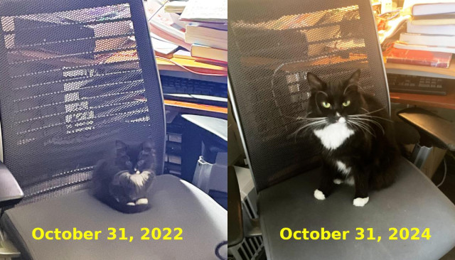 The same tuxedo cat in 2022 vs 2024