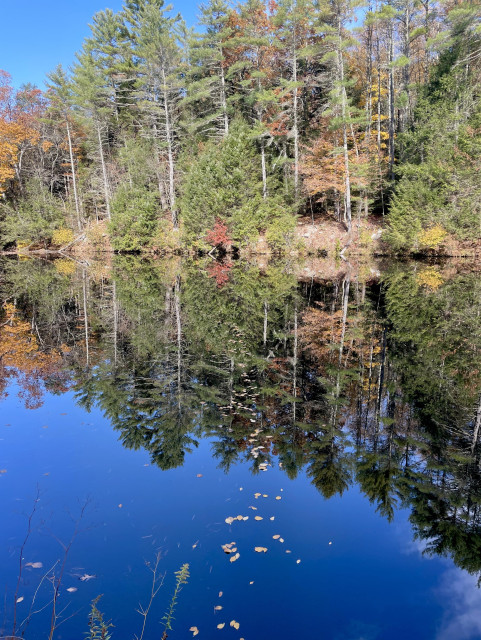 A nearly straight line of floating leaves sit atop a body of water. The leaves are are in the center of the photo starting in the foreground and making their way across the water toward the land on the other side of the water highlighted by many evergreen trees and a few scattered deciduous trees that losing their autumn leaves. The reflection of the tree line is evident in the water.