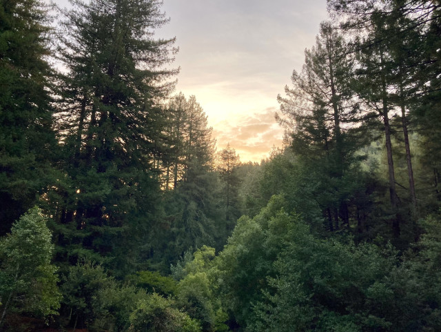 A lush green forest of coast redwood and bay trees framing a glowing sky with illuminated light peach and pink clouds. 