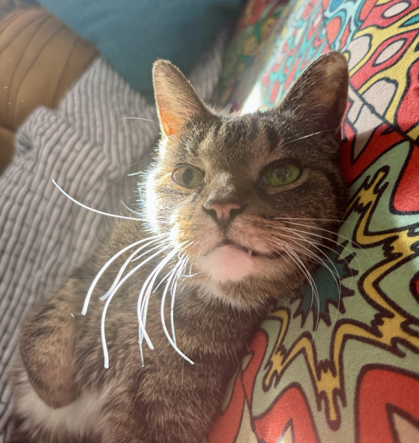 A tabby on a colorful couch sunlight highlights her long whiskers. 