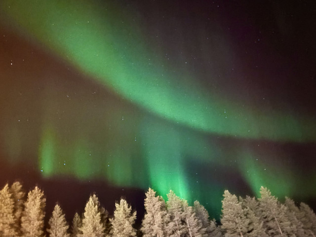 Clear aurora above snowy pine trees