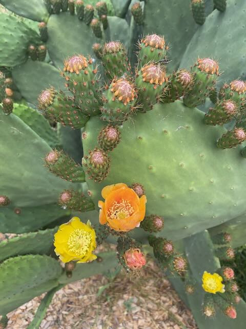 A close-up of a prickly pear plant. There are two flowers, one is sunshine yello and the other is a tangarine organge colour. The pads and other buds fill the frame.