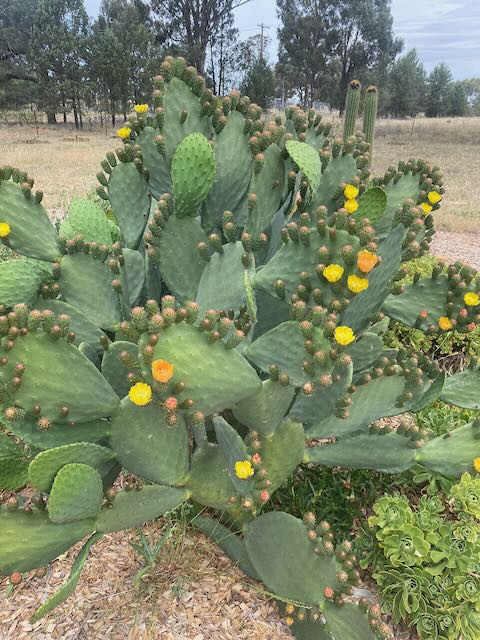 A prickly pear plant picture taken from a few meters away. Yellow and orange flowers adorn the plant.