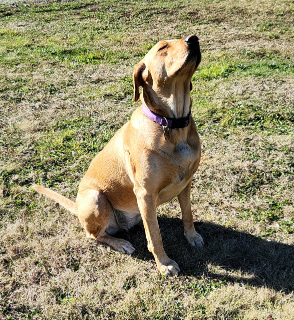 Golden Labrador retriever sitting on brownish grass with her eyes closed and her nose in the air.