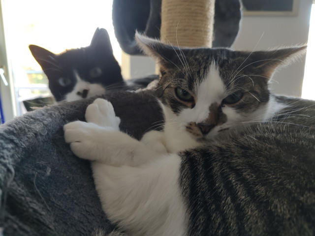 Der Kater Sammy blickt entschlossen in die Kamera, während er in seiner hängekuhle liegt. Der Kater Phips im Hintergrund, schaut mit fragenden Blick auch in die kamera