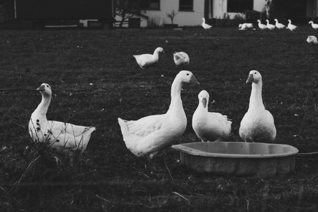 A bunch of geese on a meadow. There are four of them in the foreground. Three of them stand around a small water pool. The third distrustfully looks at the viewer.