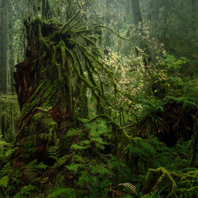 A photograph of a gnarly old tree stump in a forest, with numerous other moss-covered branches growing out of the top. A layer of foggy mist covers the background of the chaotic forest scene.