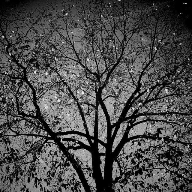 Black and white photo of the top part of a tree with few leaves left hanging on, shot against a clear sky.