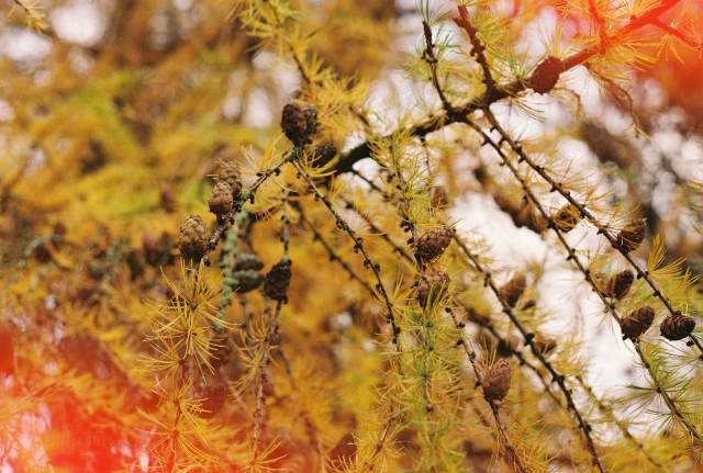 Film photo of branches of a larch with its needles a deep yellow. There are light leaks in the lower left and upper right corner.