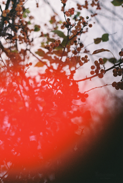 Film photo of branches of a crabapple tree bearing red fruit. Its leaves are mostly still green. A huge light leak turns the middle of the photo red-tinted. The lower right corner is obscured.