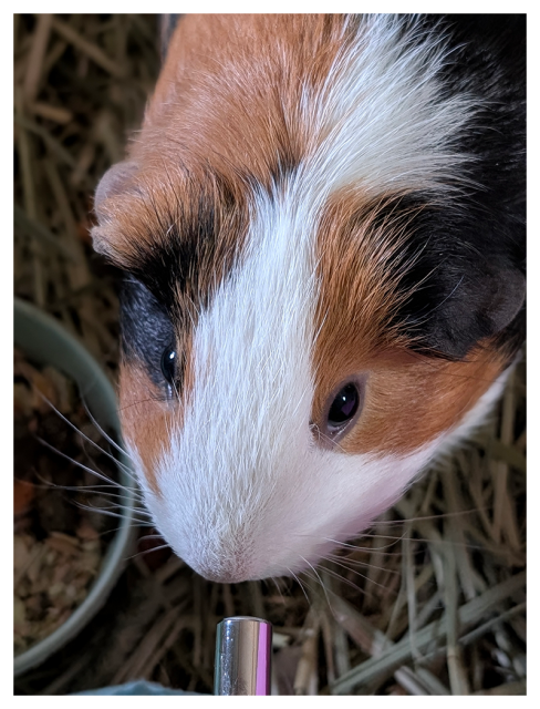 overhead view of a tri-color, adult guinea pig making eye contact. the silvery tip of a water bottle at bottom, straw and a bowl of food are out of focus in the background.