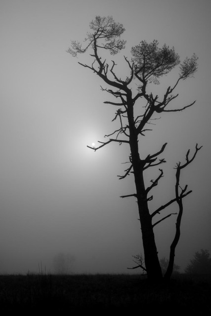 Eine alleinstehende Kiefer steht im dichten Nebel. Im Hintergrund sind nur noch schemenhaft andere Sträucher zu erkennen. Am Ende eines Astes erscheint die Sonne als kleiner Punkt. 