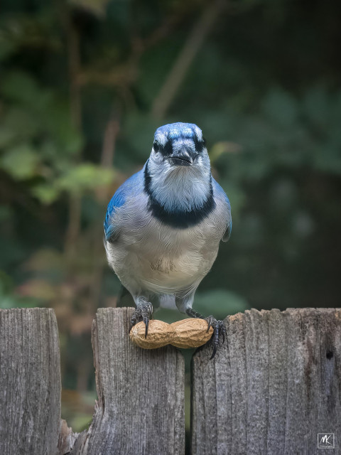 Color photo of a blue jay perched on the top of a wooden fence holding a peanut in its claws.