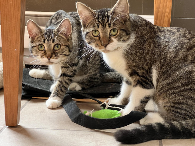 Two Tabby kittens with a stuffed felt fish on a string