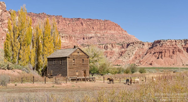 Color landscape photo of an old three story rectangular wooden mill building set behind a wooden split rail fence with autumn colored popular trees behind it. A pasture with several horses is on the opposite side of the fence from the mill building. Rugged red sandstone mesa and cliffs are in the background.