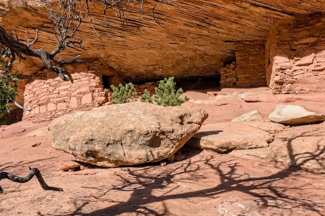 A color landscape photo of two cliff dwellings. The dwellings are made of natural light red sandstone "bricks". They are tucked up under a overhang in a cliff. One is to the left. It has a square door facing to the right. The other is to the right and appears as a brick wall with three ninety degrees bends as it goes toward the back of the crevice. In the middle ground is a large boulder. Behind the boulder is a small sapling pinon pine tree. The shadow of a dead tree is cast on the sandstone in the foreground. A couple of its limbs are visible on the left side of the frame.