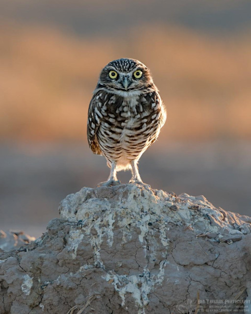 Color portrait photo of a small brown and white speckled owl with skinny legs and big yellow eyes standing on a dirt mound covered in white bird poop. The owl is staring right into the camera. 