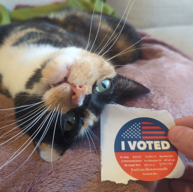 rumbly tumbly lawnmower, a calico/tortoiseshell Kitty, lying on her back with her head stretched back to look at an "I voted" sticker, her fangs partially exposed.