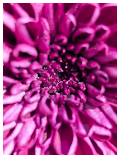 extreme close-up of a pink mum's center and surrounding petals.