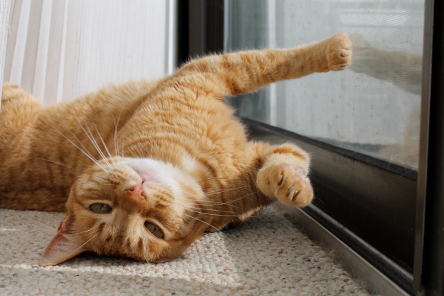 An orange tabby cat lies on his back and looks at the camera.