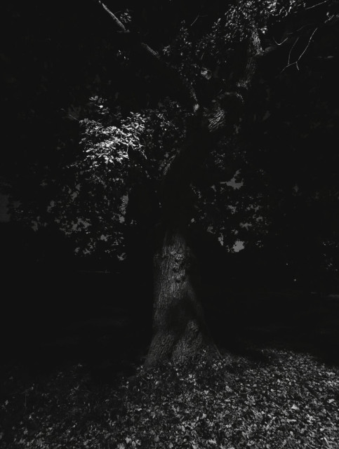 Dark, because night, photo of the trunk and lower boughs of a tree, mostly in shadow, some leaves in the upper part of the frame are picked out by light, as is a slim section of trunk and as are the leaves scattered across the grass around its foot.