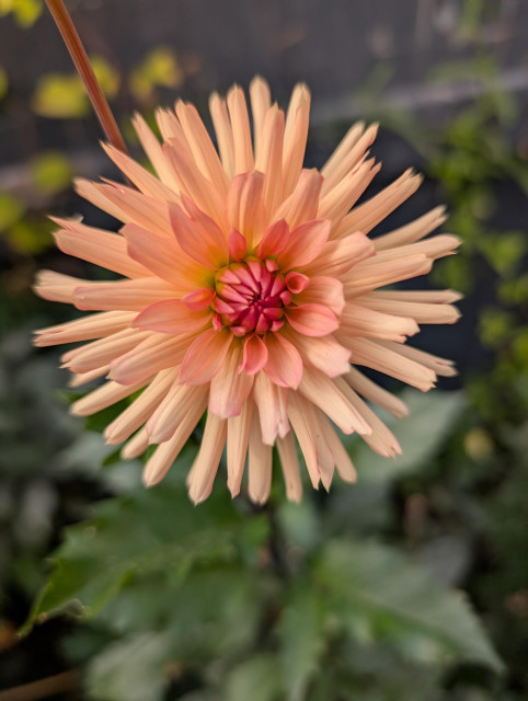 It’s a dahlia of some sort, and light pinkish.