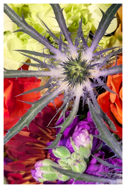 overhead view of about 6 types of flowers in a circle with a crabgrass-looking plant in the center.