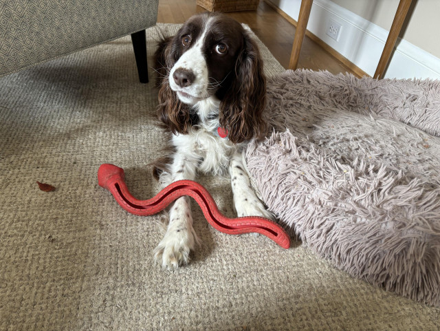 A brown and white dog, with long ears and freckles on her nose and paws, lies on a light colored rug with a red rubber snake across her front paws.