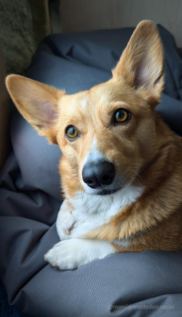 moxxi the corgi is in a grey bean bag in front of a wooden wall. her head is tilted to the left and she's looking slightly behind the camera.