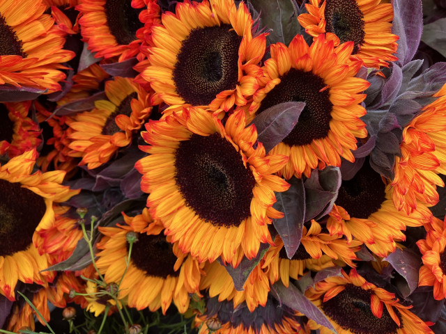 A bunch of orange-tinted sunflowers rather than the normal pure yellow ones.