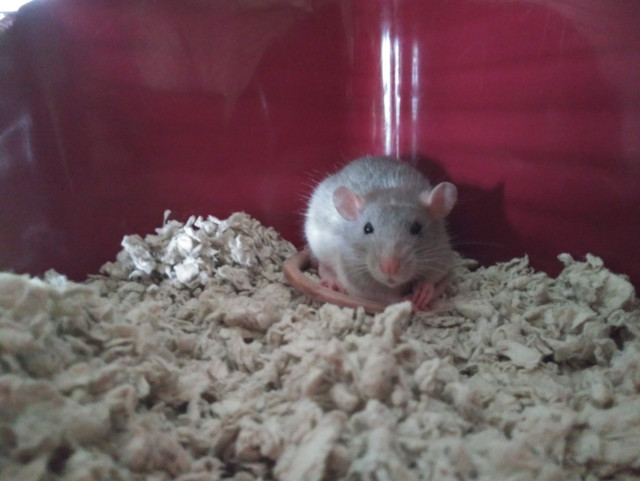 a cute baby pet rat, sitting in the corner of a litter pan, bewildered by a world containing too much of everything