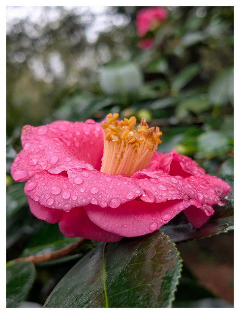 overcast day with drizzle. close-up side view of a pink flower with yellow stamen, on the tree, dotted with uncountable raindrops. waxy green leaves below. the background is out of focus, leaves and another flower.