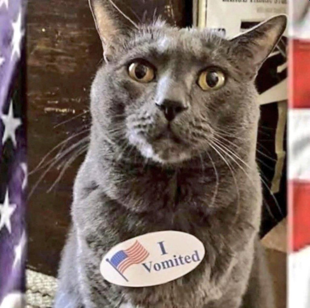 A photo of a cat wearing an I Voted sticker, except it says I VOMITED.