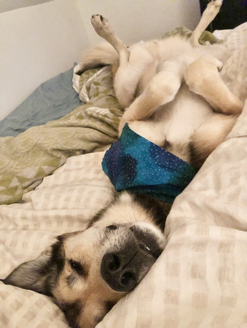 Cute amazing husky looking from upside down on a bed and showing his cute belly 