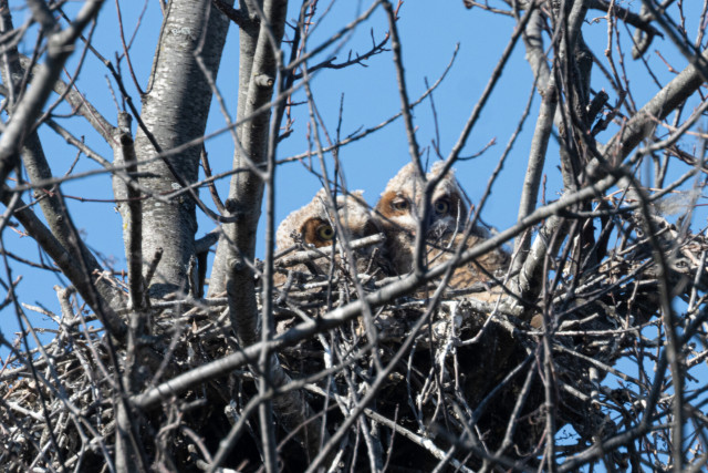 Two owlets, heads poking up above the nest.