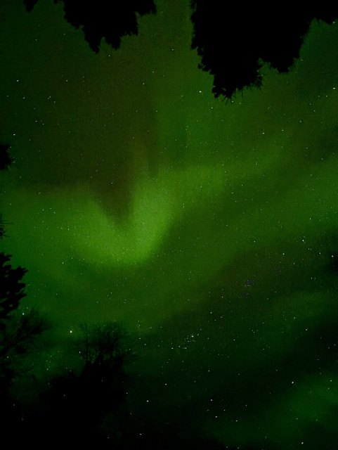 A bright green aurora, image taken straight up into the sky. Some tree crowns are visible.