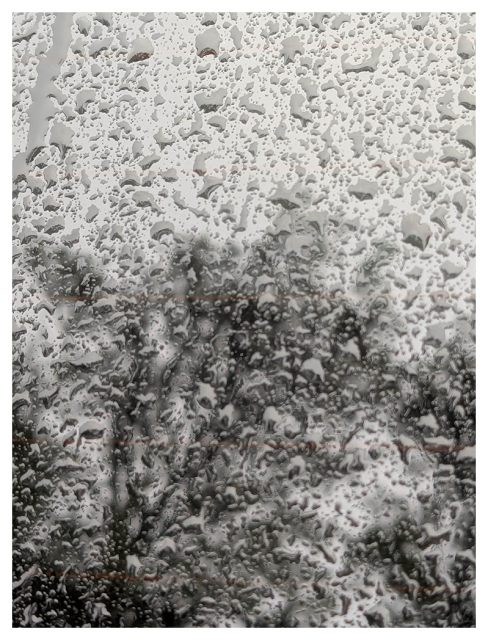 overcast day. the silhouette of three mature trees in the mid-distance are reflected in a tinted car window with uncountable raindrops.