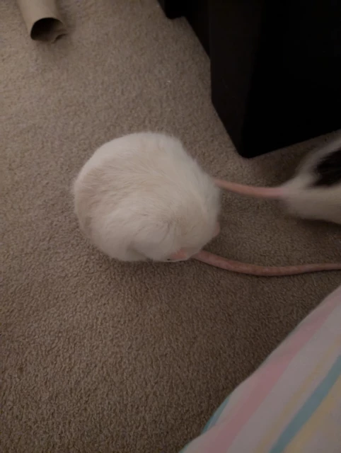 A white rat curled up into nearly a perfect sphere while cleaning himself.