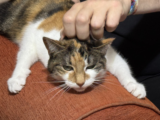 Menhit, a calico cat, squashing herself along the arm of a red armchair and receiving scritches. Her front legs are splayed and her face suggests she’s enjoying it… for now.