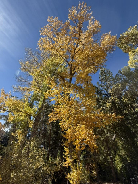 A tall slender cottonwood tree among several shorter green trees. The sunlight streaks through the yellow tree. The sky is deep, cool shade of blue.