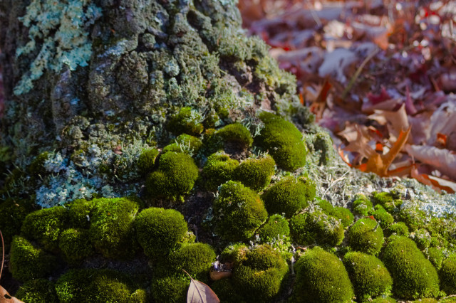 photo of a collection of vibrant green moss growing at the base of a tree trunk along with lots and lots of lichen; the moss is growing in many round lumps, creating a texture somewhat reminiscent of mammatus clouds