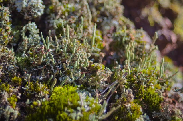 macro photo taking a closer look at some of the lichens from the previous photo; there are many bluish-green stalks reaching up towards the sky, with a few of them carrying red fruiting bodies; there is also still some of the moss visible towards the bottom of the frame