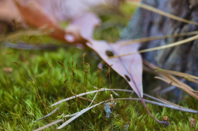 macro photo of a different moss growing around a small tree stump; this one appears extremely soft, almost like green fur, with tall brown sporophyte stalks each bearing a crescent-shaped sporangium at its tip