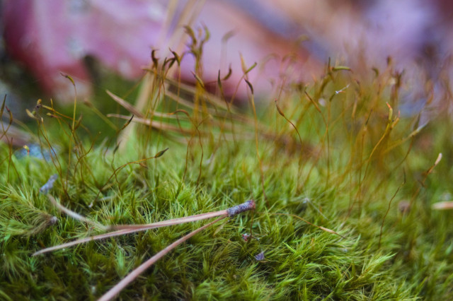 another macro photo of the same moss from the third pic; the moss still has a very soft appearance, and the sporophytes are much more densely concentrated in this section