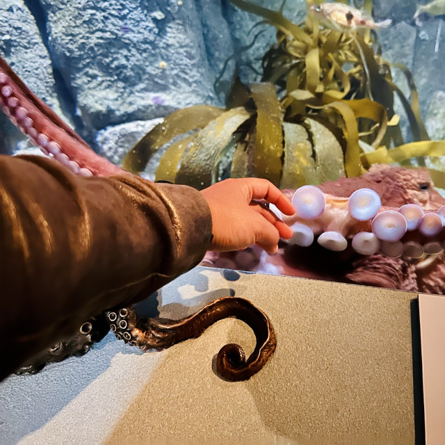 A person holding their hand out to the octopus