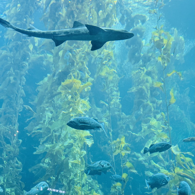 A photo of a leopard shark swimming past the kelp with many perch and bass