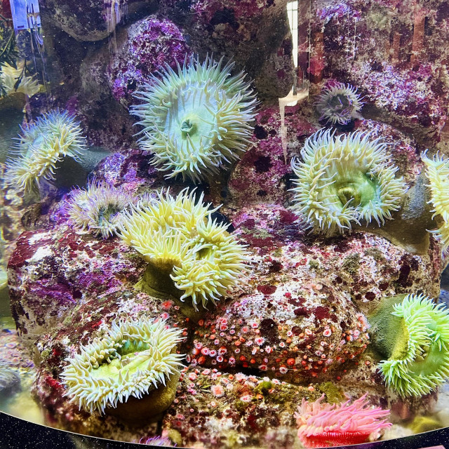 A photo of white-spotted rose anemone and giant green anemone 