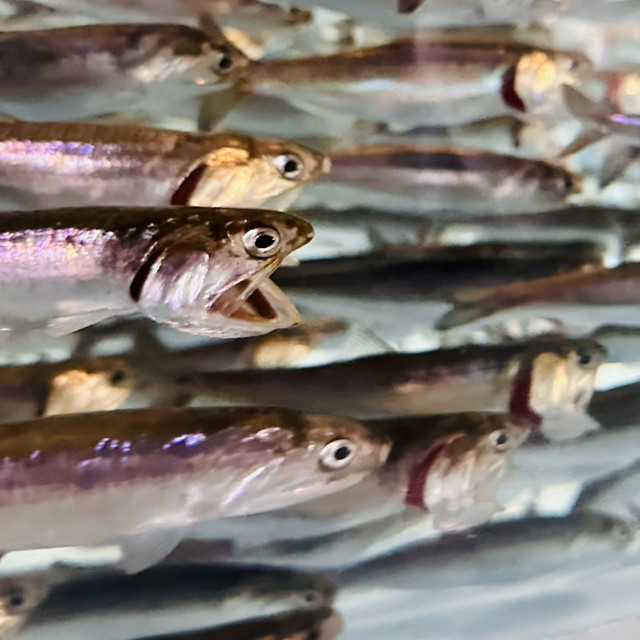 Northern anchovy with open mouth 