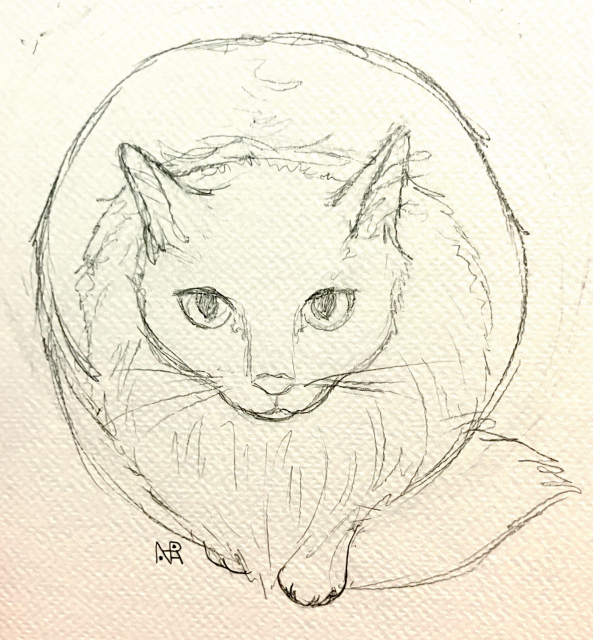 A pencil sketch of a very fluffy cat looking upward at the viewer, hunched into a ball shape with the tip of his tail and paws slightly extended.